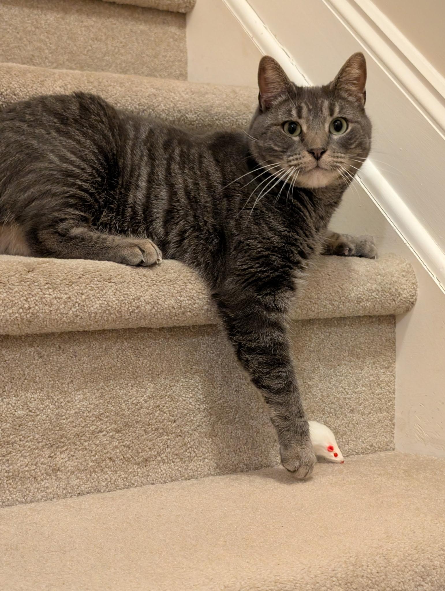 Tober, a Adoptable mixed breed in Stewartsville,, NJ image 2/3