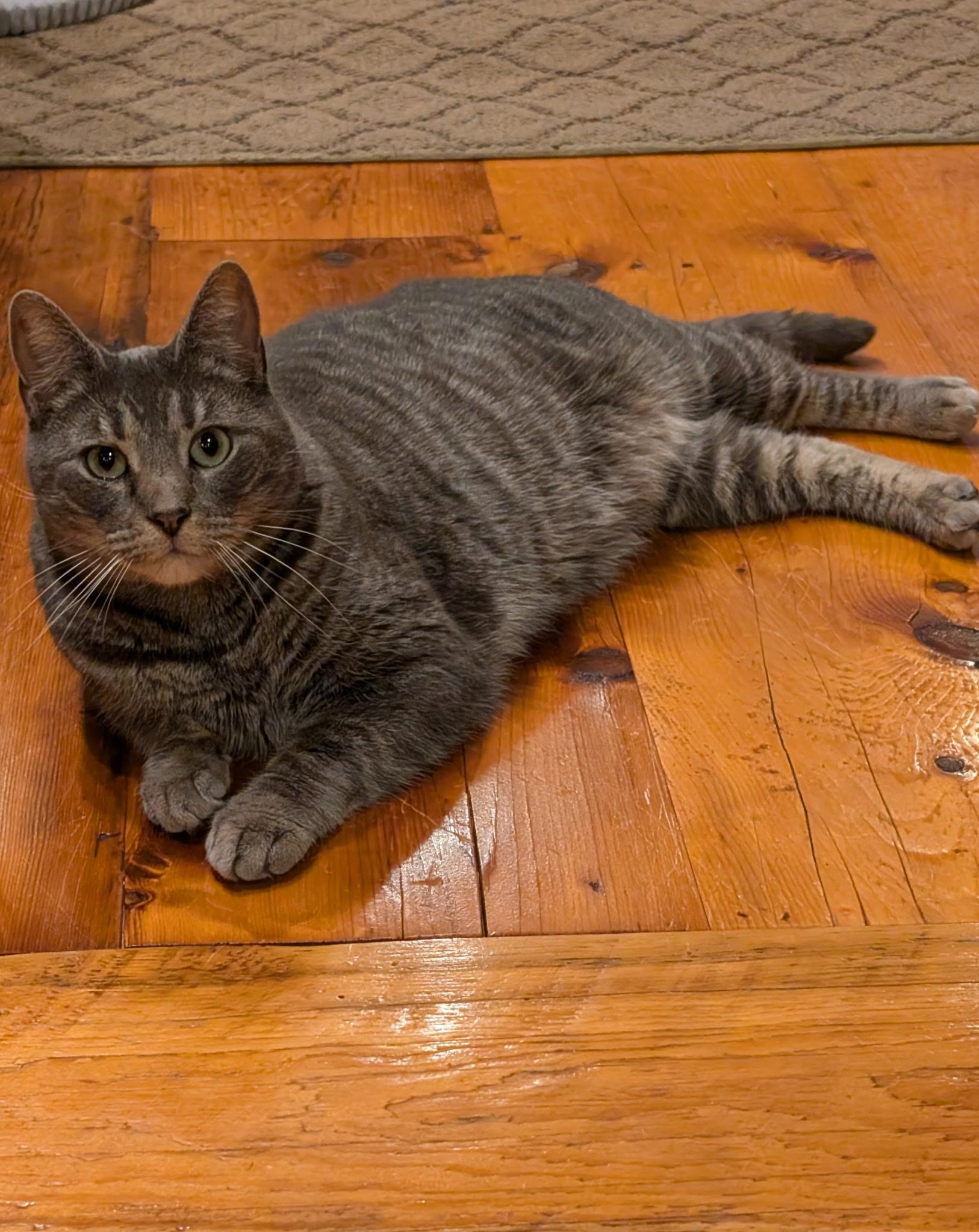 Tober, a Adoptable mixed breed in Stewartsville,, NJ image 3/3