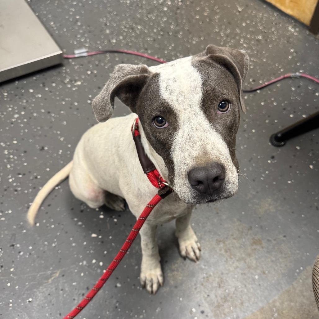 Cheddar, Adoptable, Adult Female Mixed Breed.