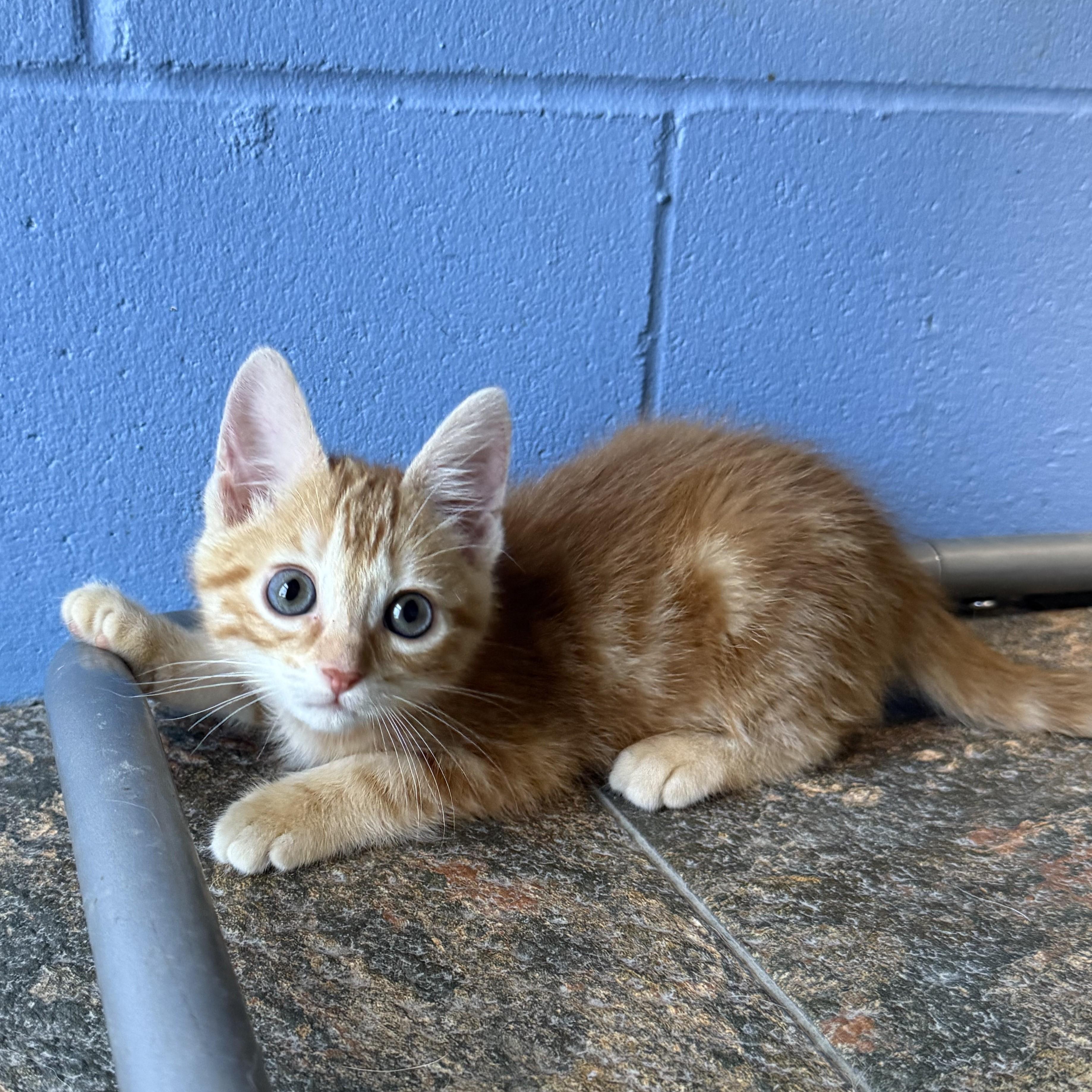 Sunny, Baby Male Domestic Short Hair