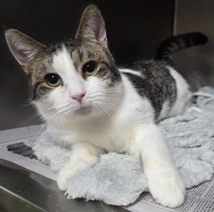 Gideon, Adoptable, Adult Male Domestic Short Hair & Domestic Short Hair.