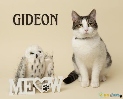 Gideon, Adoptable, Adult Male Domestic Short Hair & Domestic Short Hair.
