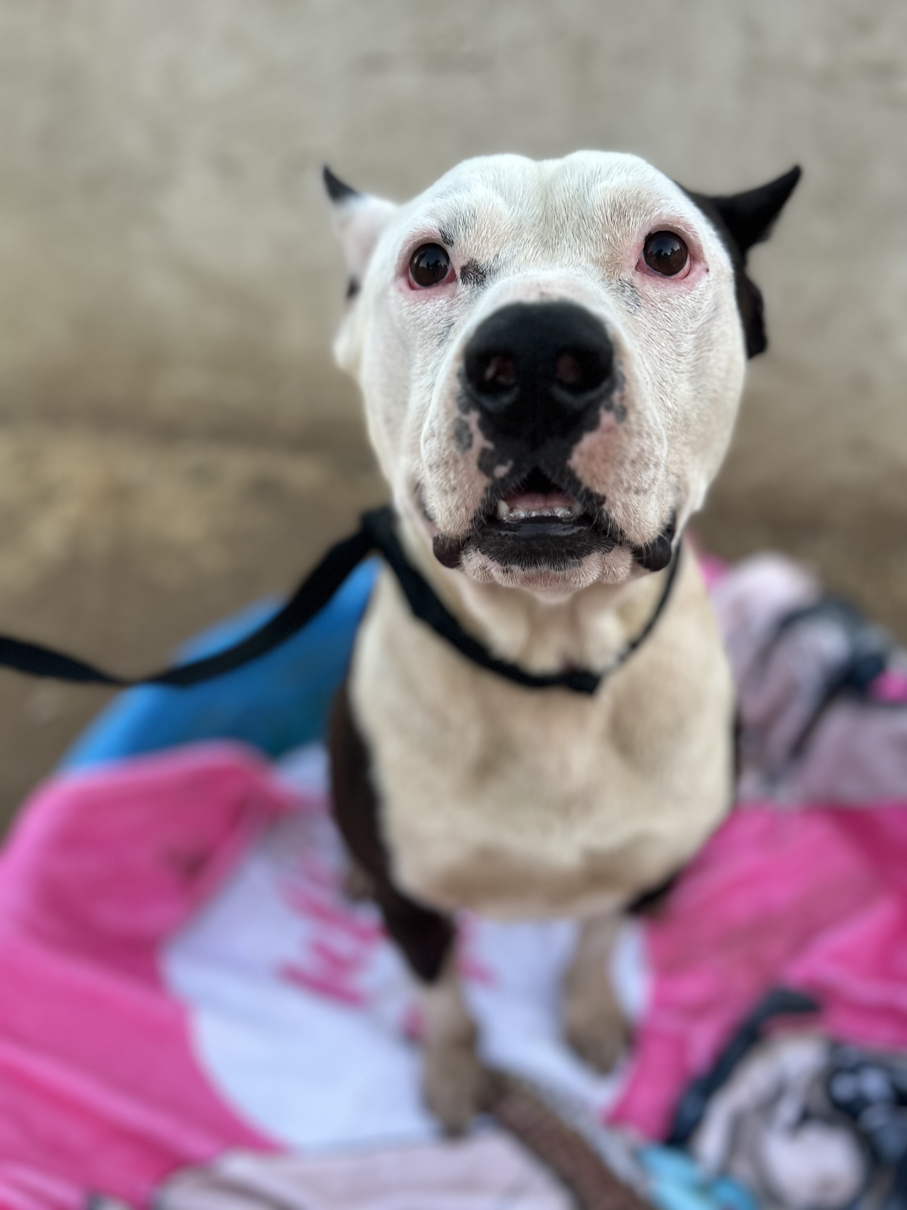 BRUCE, a Adoptable Pit Bull Terrier in Tacoma , WA image 3/6