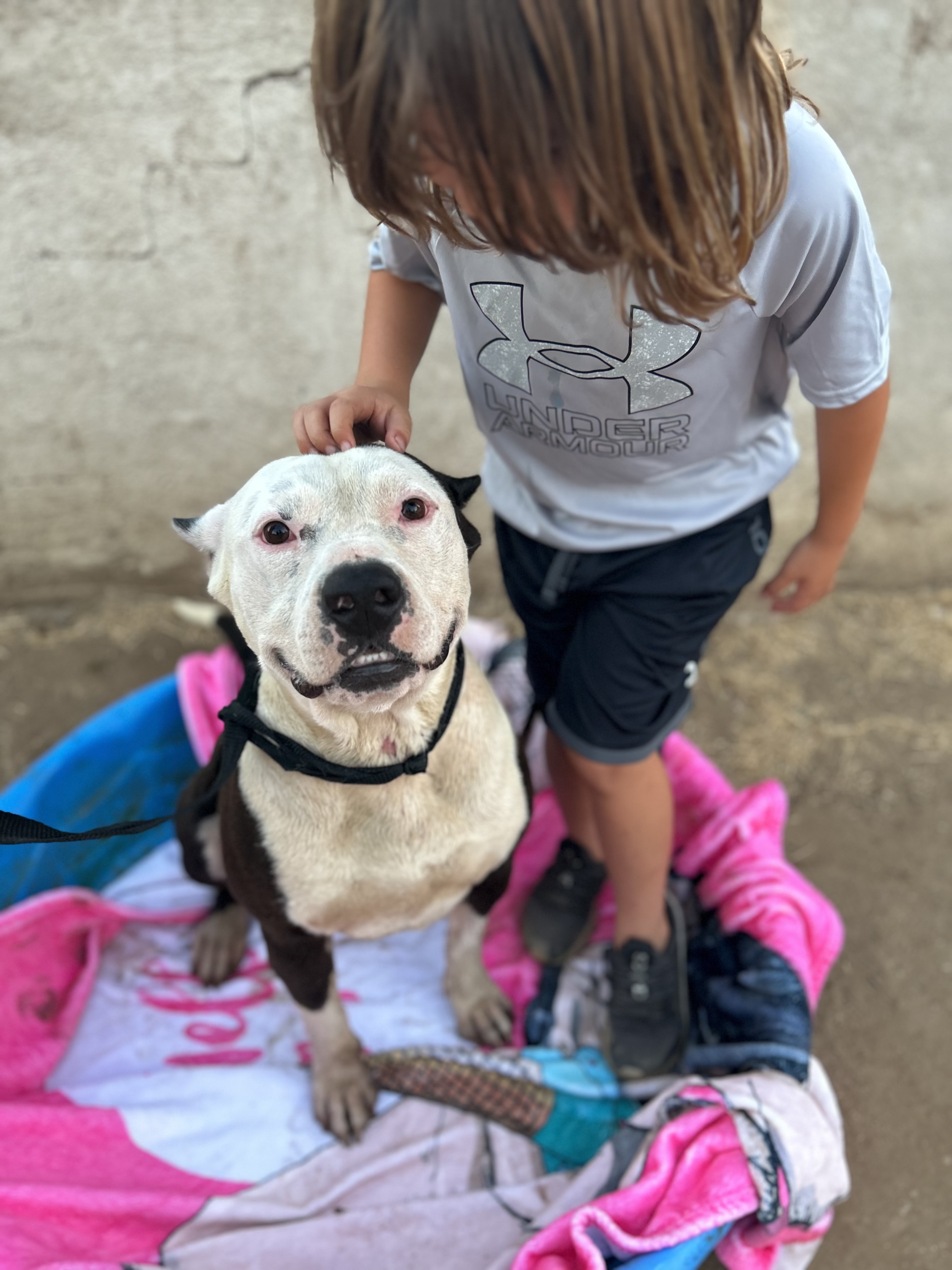 BRUCE, a Adoptable Pit Bull Terrier in Tacoma , WA image 4/6