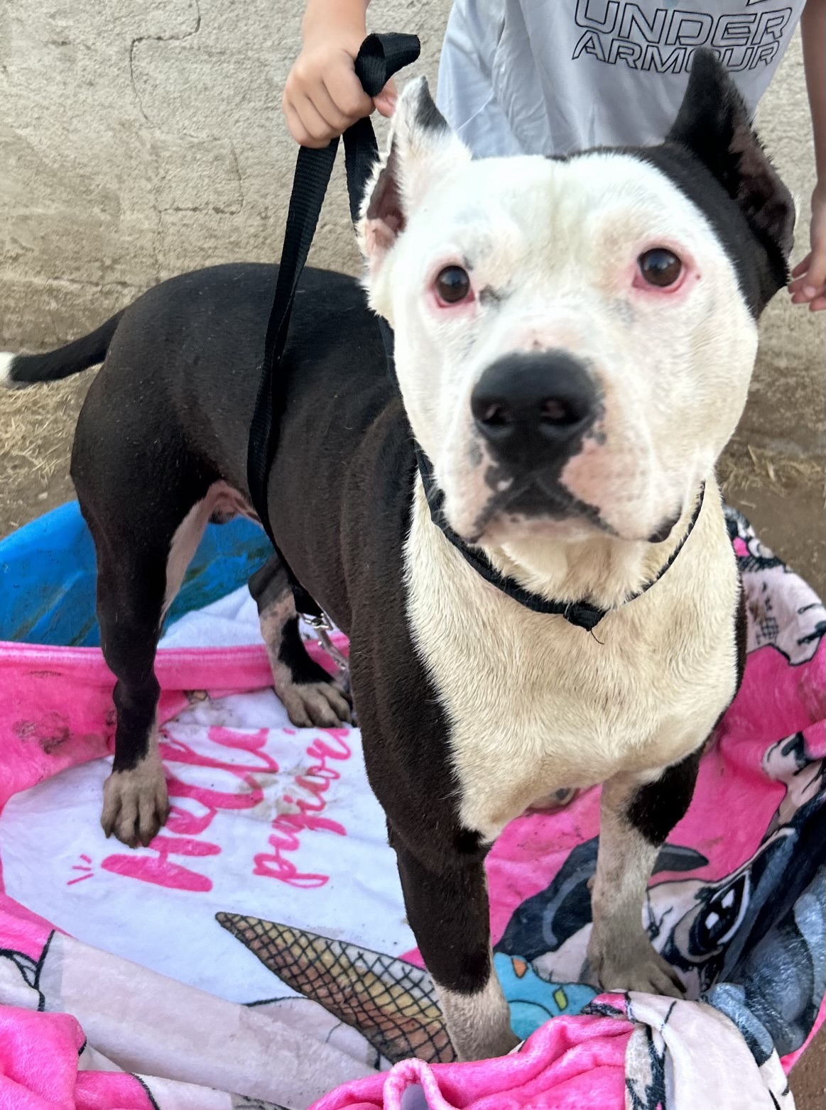 BRUCE, a Adoptable Pit Bull Terrier in Tacoma , WA image 2/6