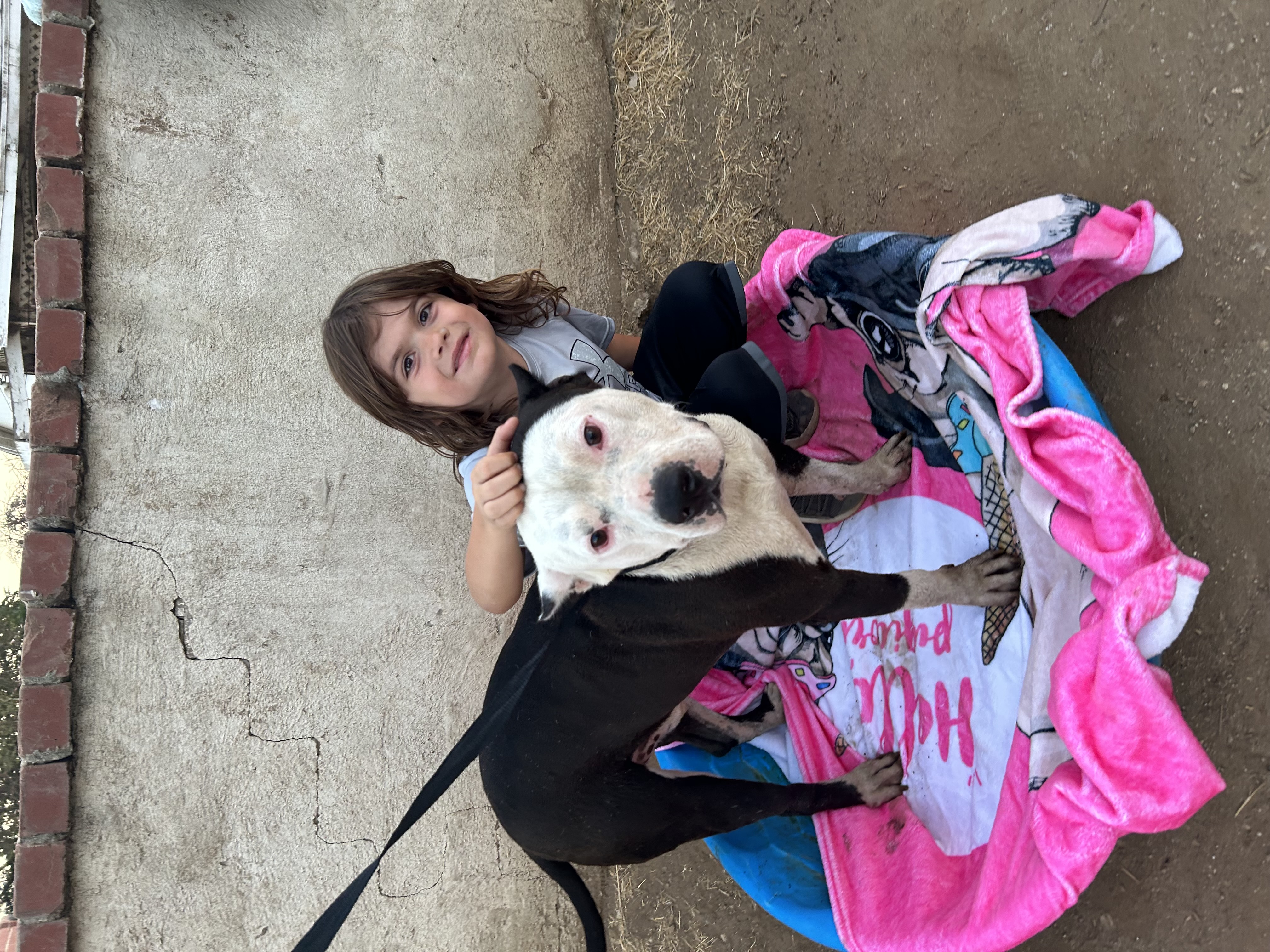 BRUCE, a Adoptable Pit Bull Terrier in Tacoma , WA image 5/6