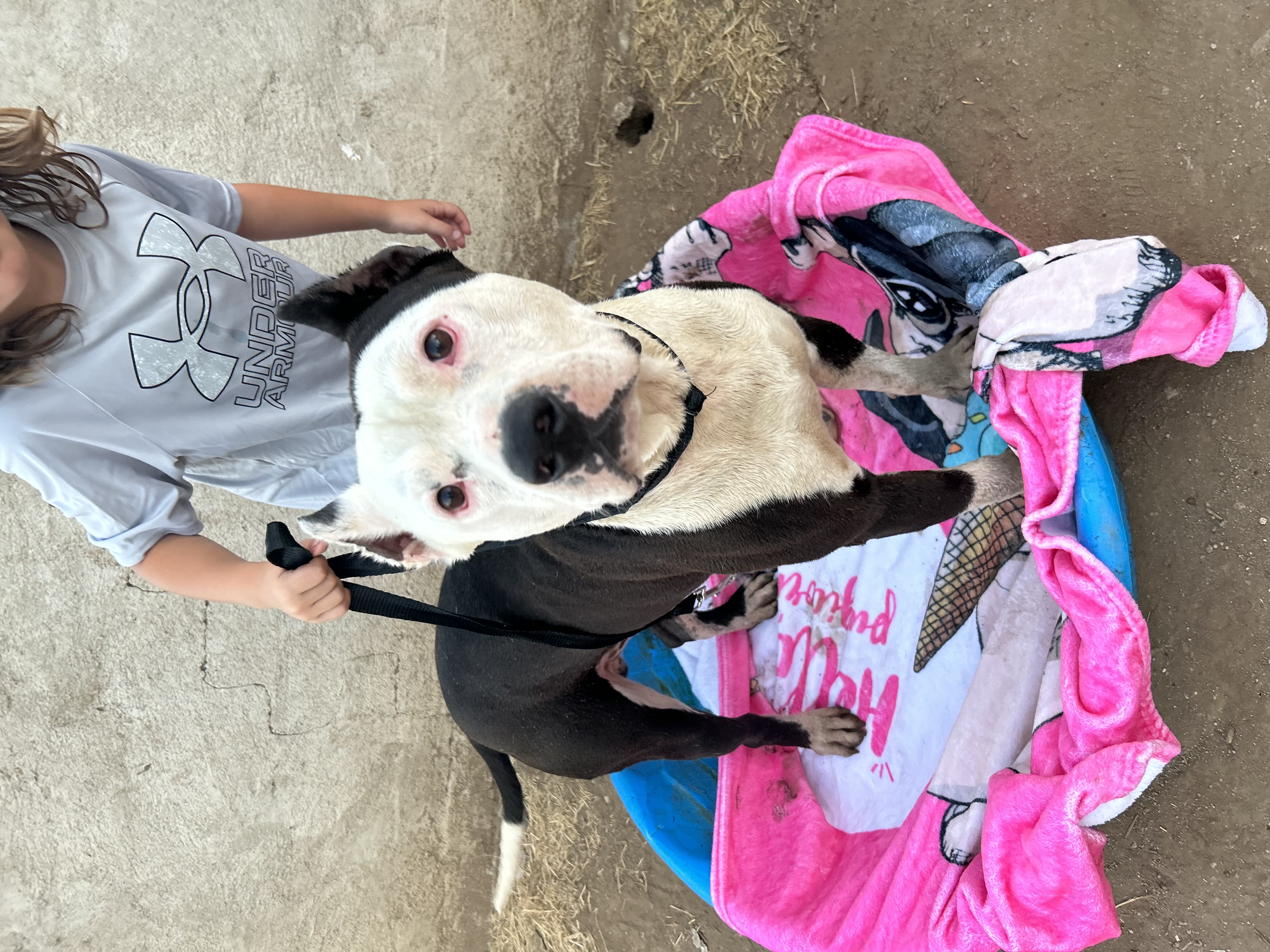 BRUCE, a Adoptable Pit Bull Terrier in Tacoma , WA image 6/6