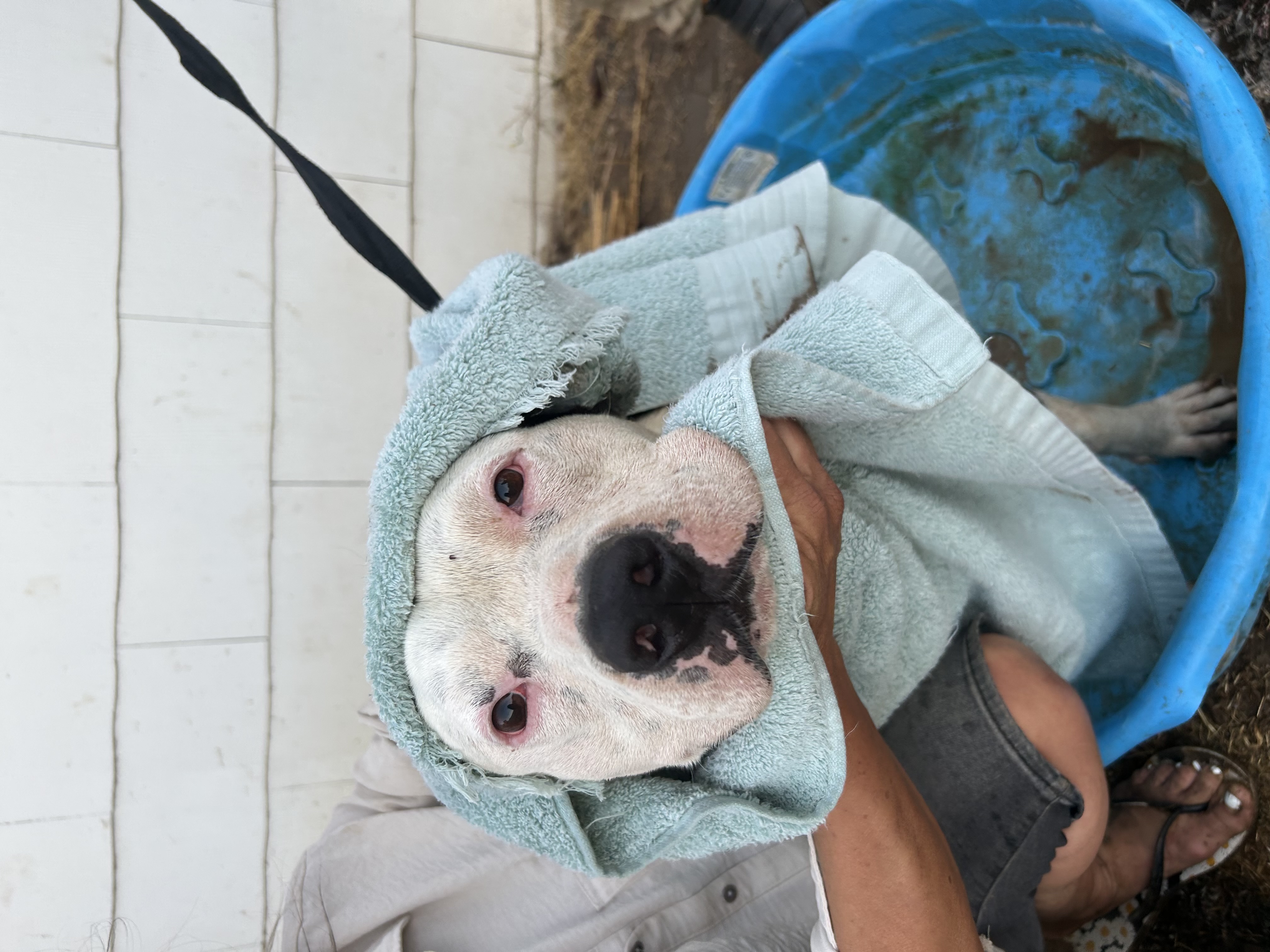 BRUCE, Adoptable, Adult Male Pit Bull Terrier.