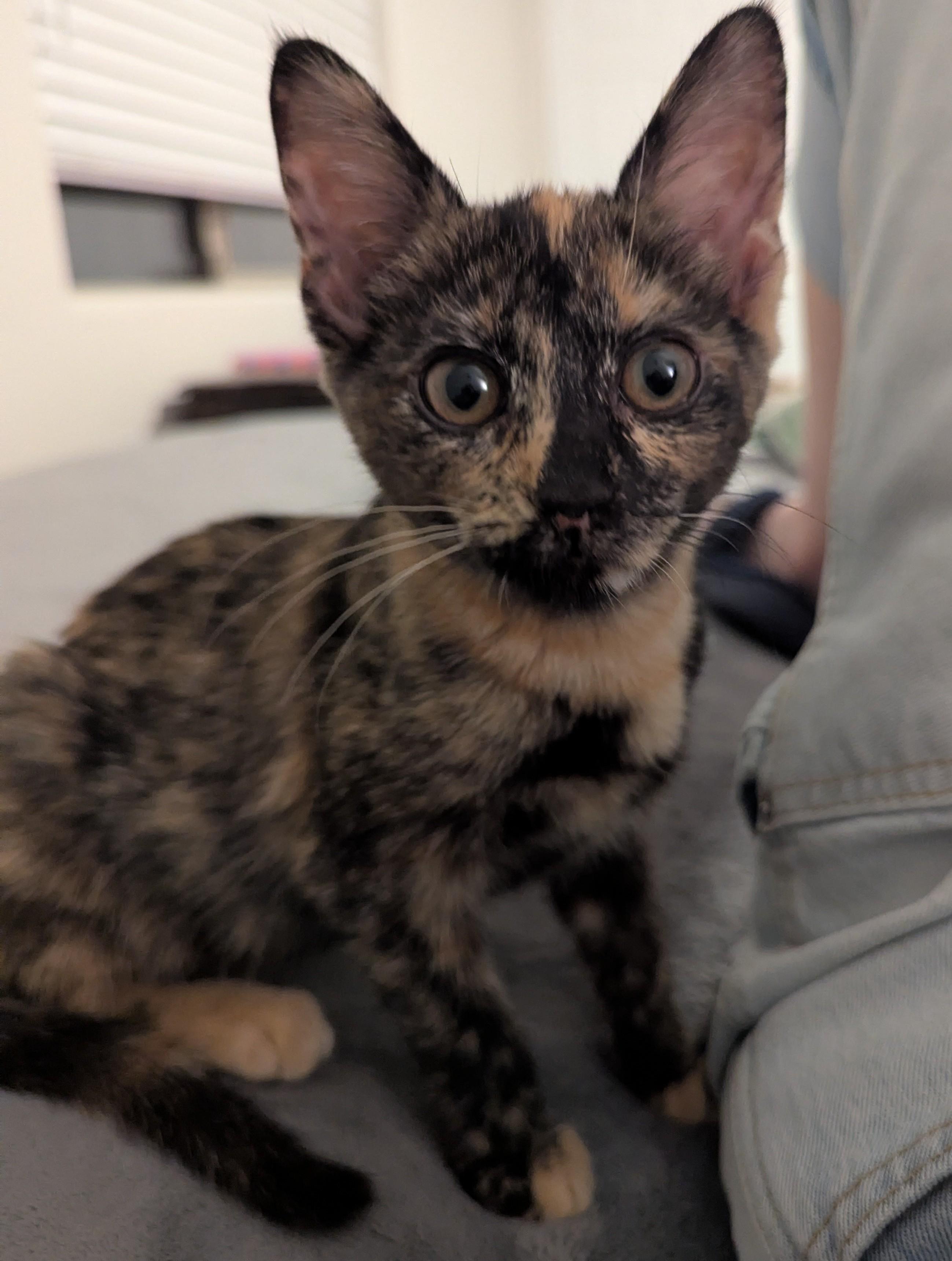 NIA - Kitten, an adopted Domestic Short Hair in Prescott, AZ image 3/3