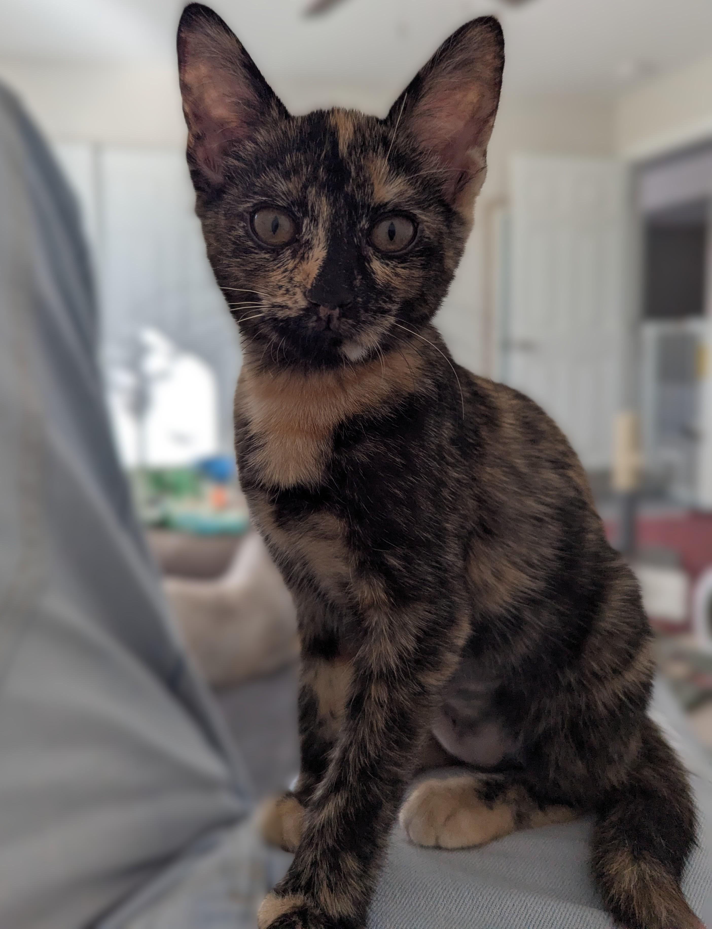 NIA - Kitten, an adopted Domestic Short Hair in Prescott, AZ image 2/3