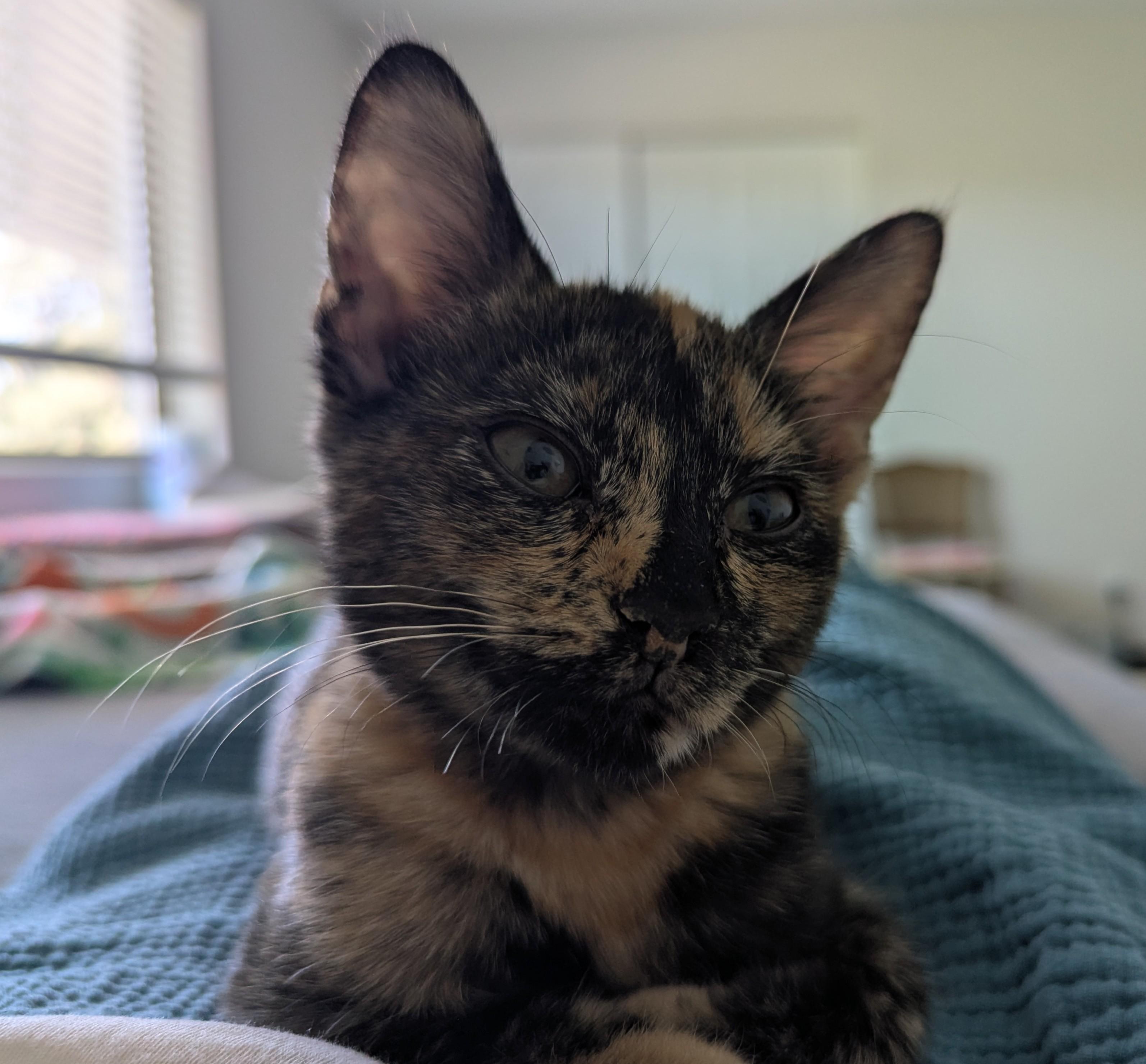 NIA - Kitten, adopted, Kitten Female Domestic Short Hair.