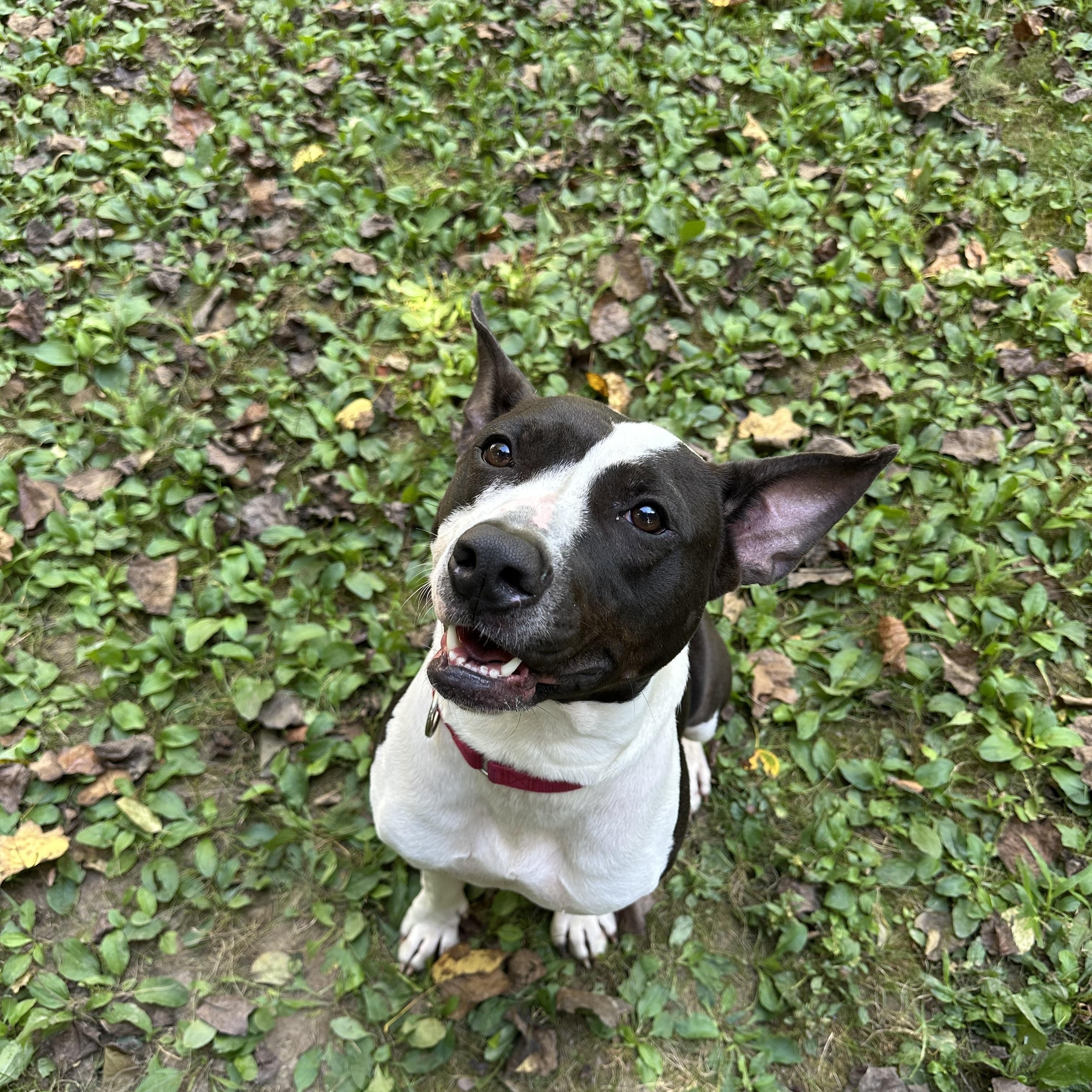Oreo, a Adoptable mixed breed in Dillsburg, PA image 5/6