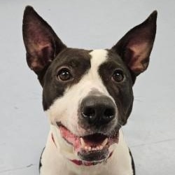 Oreo, a Adoptable mixed breed in Dillsburg, PA image 1/6