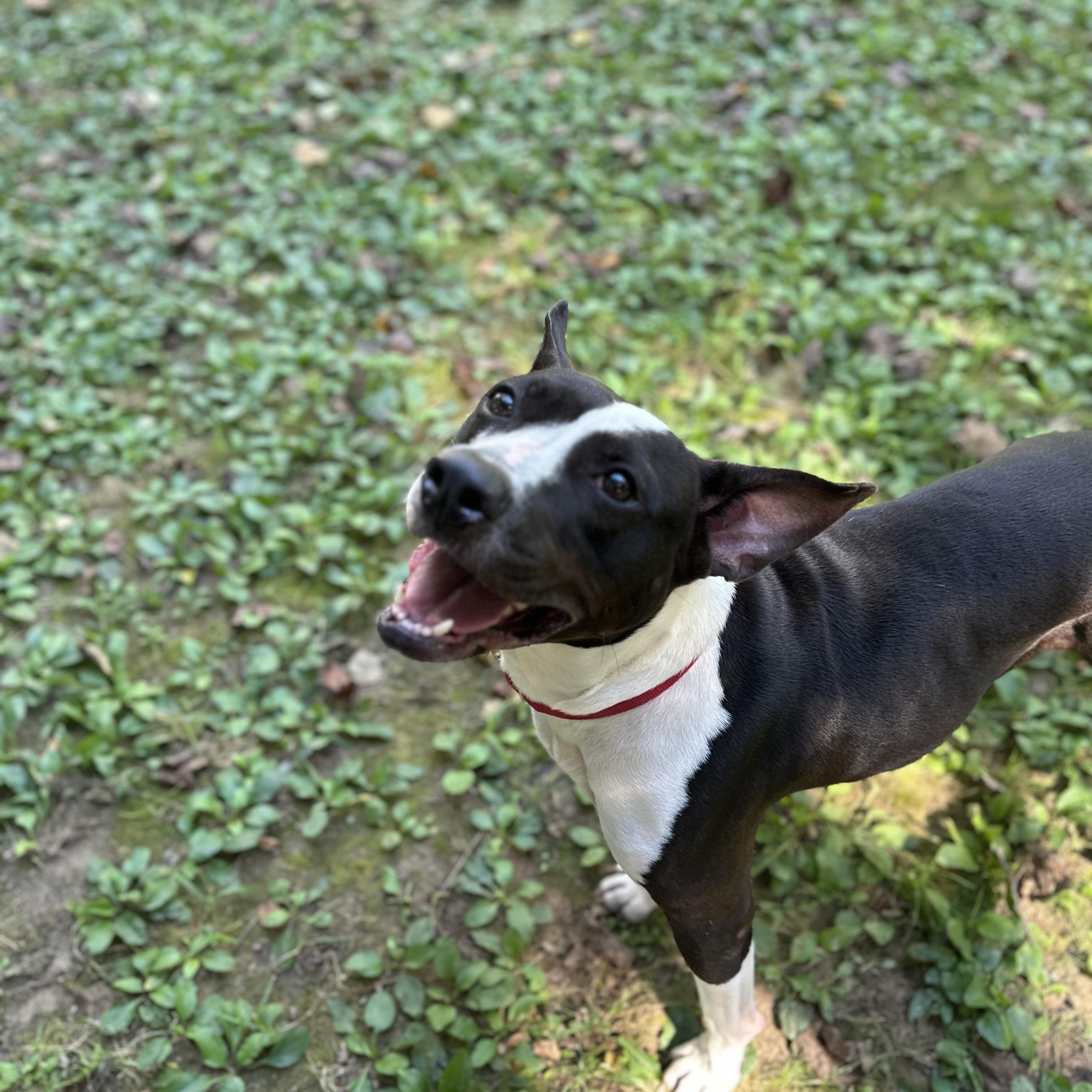 Oreo, a Adoptable mixed breed in Dillsburg, PA image 6/6