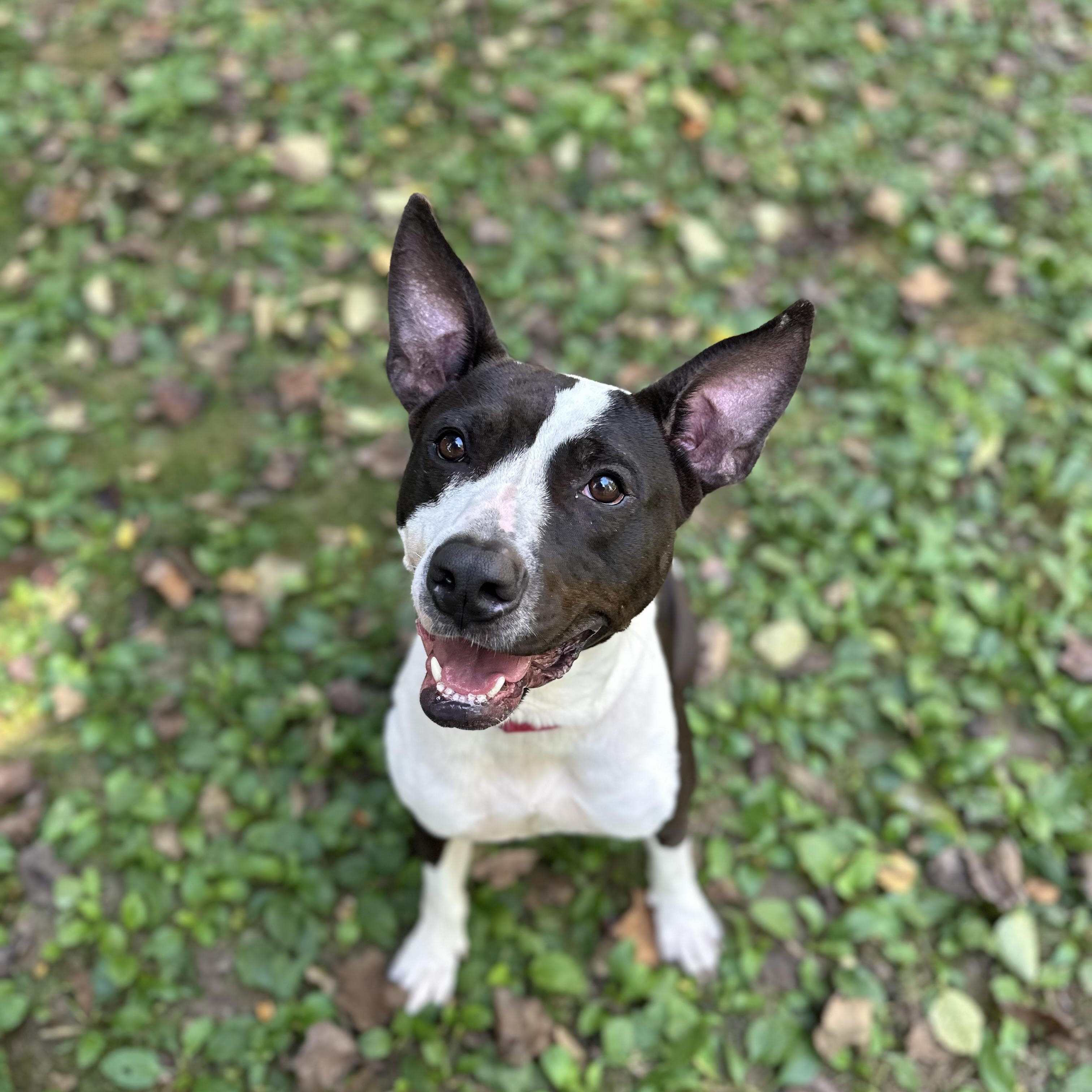 Oreo, a Adoptable mixed breed in Dillsburg, PA image 2/6