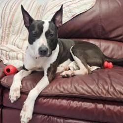 Oreo, a Adoptable mixed breed in Dillsburg, PA image 3/6