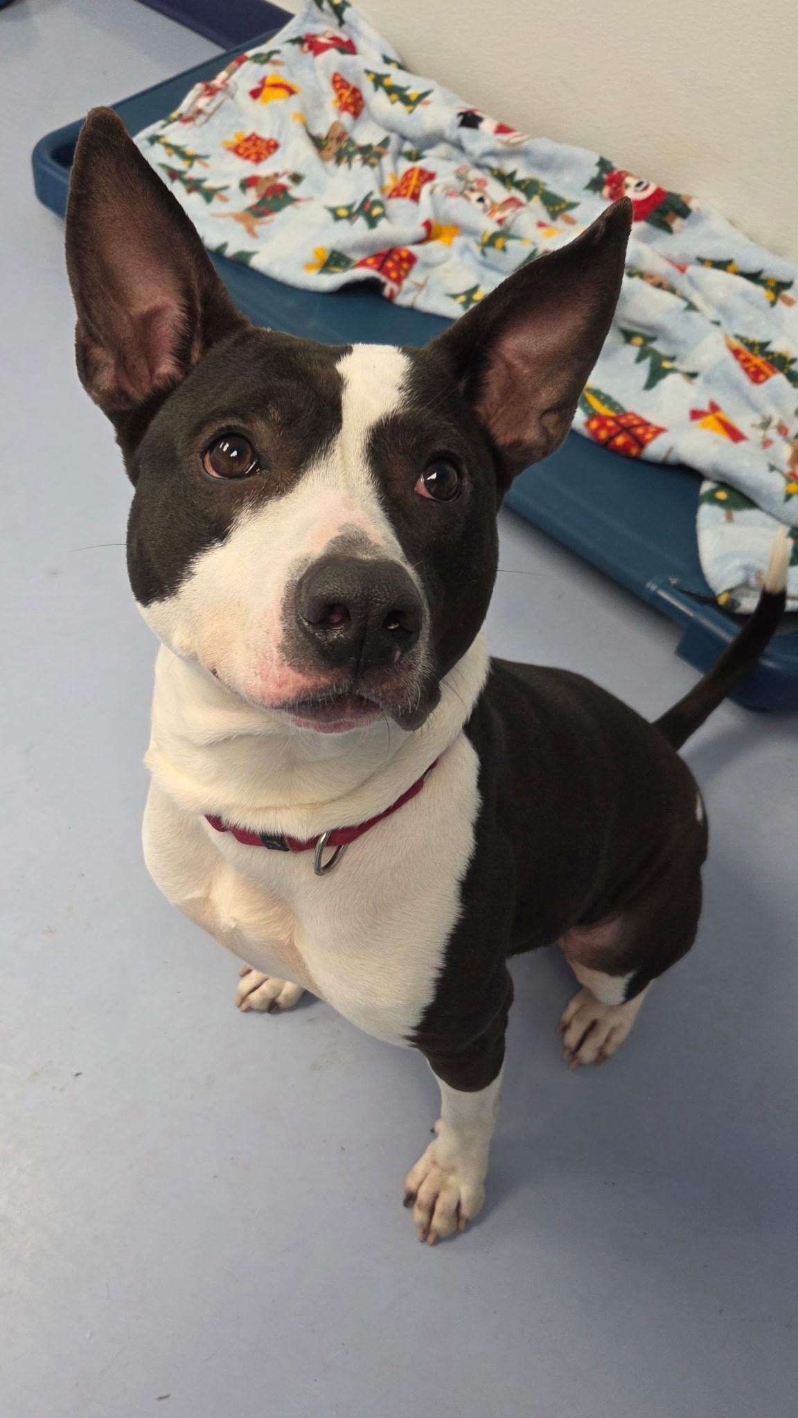 Oreo, a Adoptable mixed breed in Dillsburg, PA image 4/4