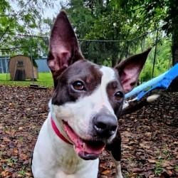 Oreo, a Adoptable mixed breed in Dillsburg, PA image 4/6