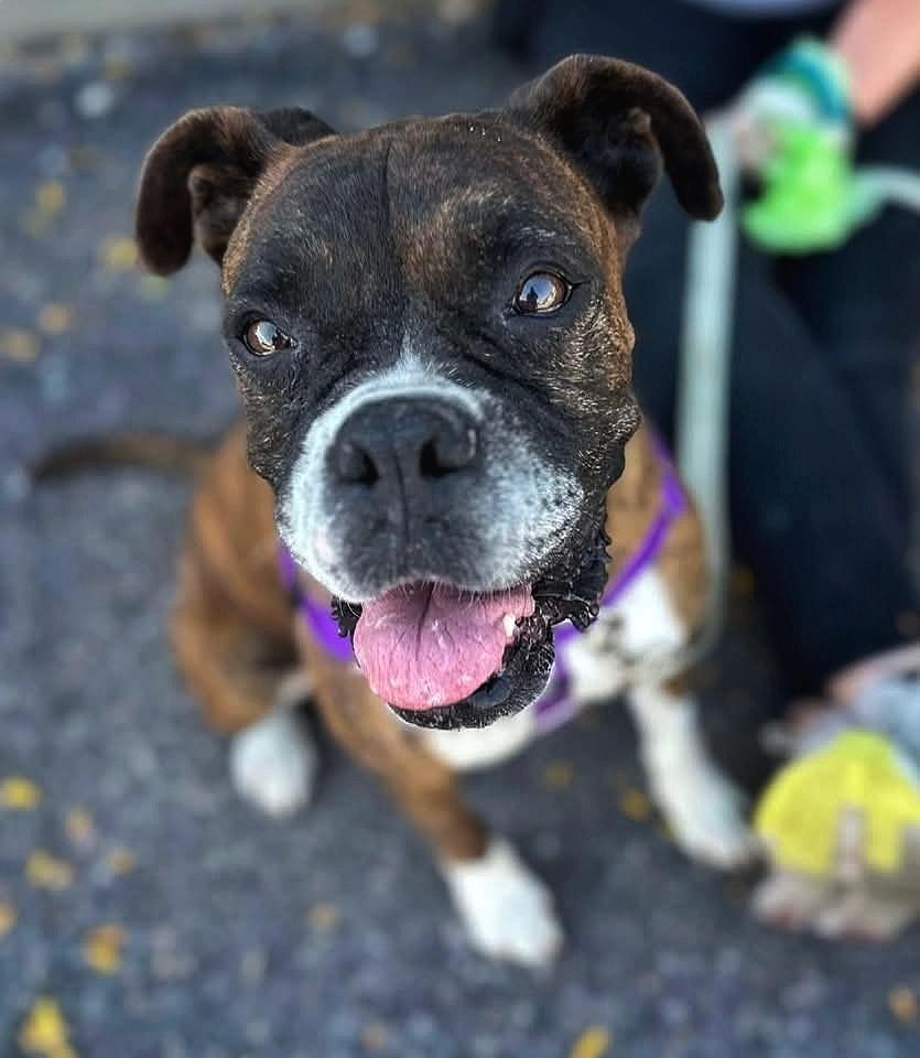 Delia, Adoptable, Senior Female Boxer.