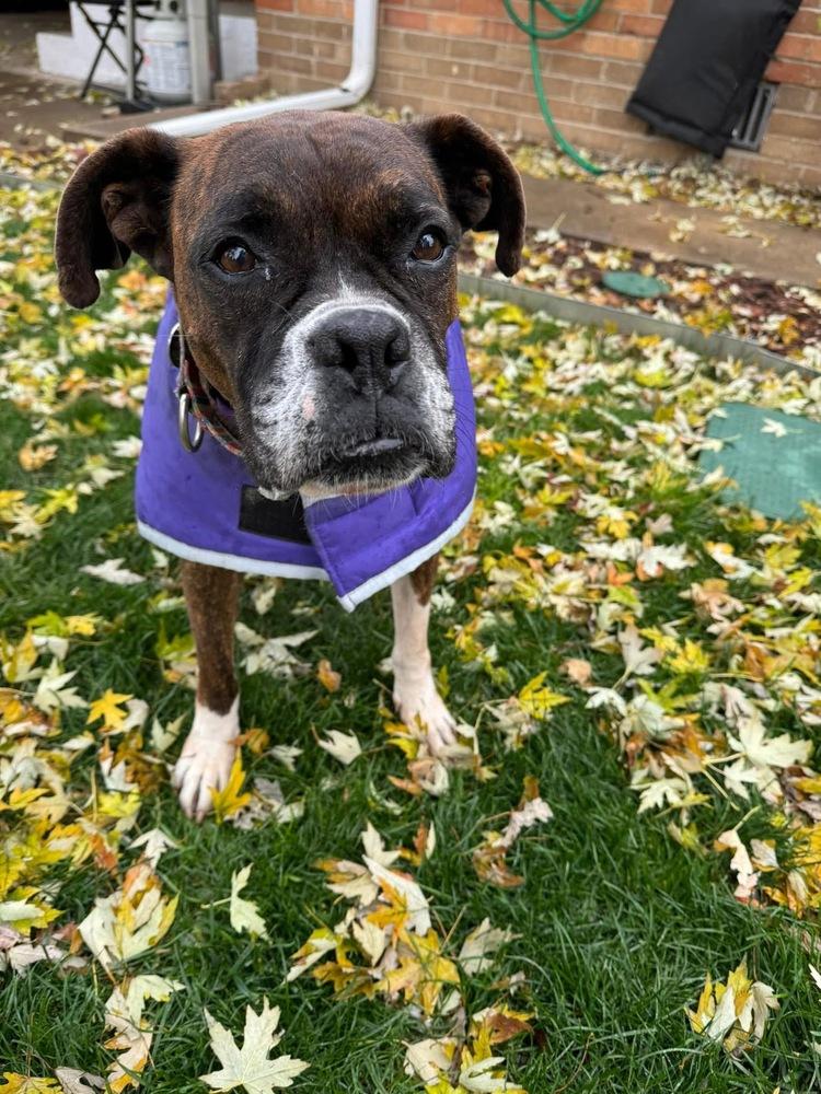 Delia, a Adoptable Boxer in Denver, CO image 3/6