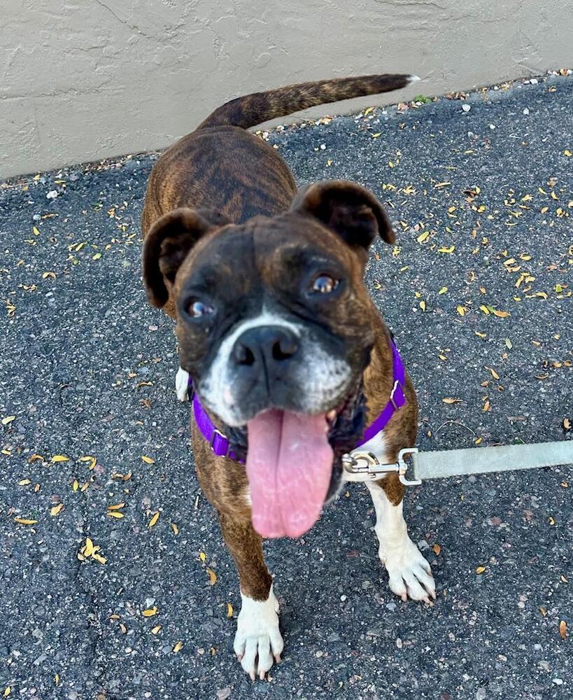 Delia, a Adoptable Boxer in Denver, CO image 6/6