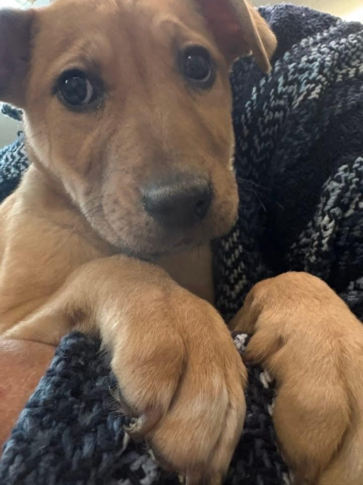 Gabby, ADOPTABLE, Puppy Female Labrador Retriever.