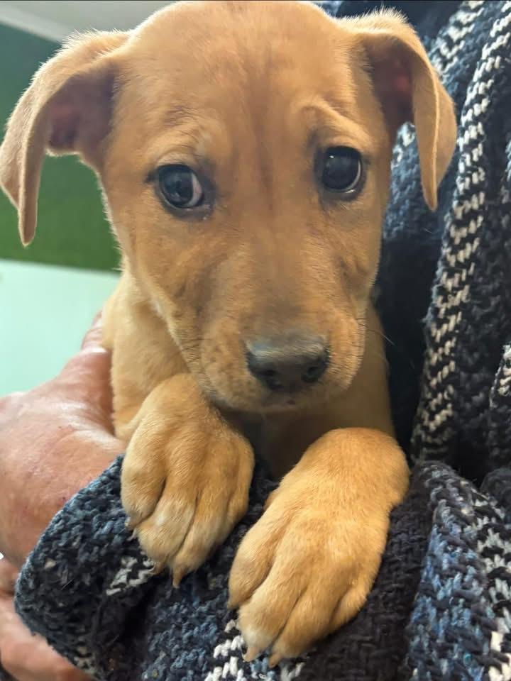 Enlarge Gabby, a ADOPTABLE Labrador Retriever in GLEN MILLS, PA image 3/3