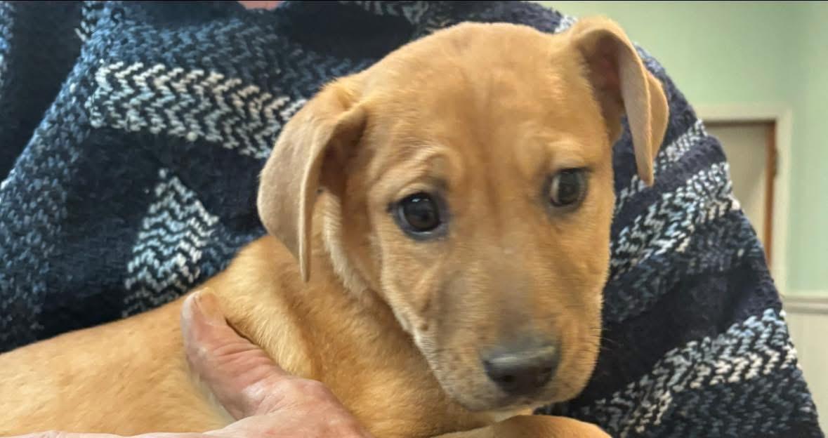Enlarge Gabby, a ADOPTABLE Labrador Retriever in GLEN MILLS, PA image 2/3