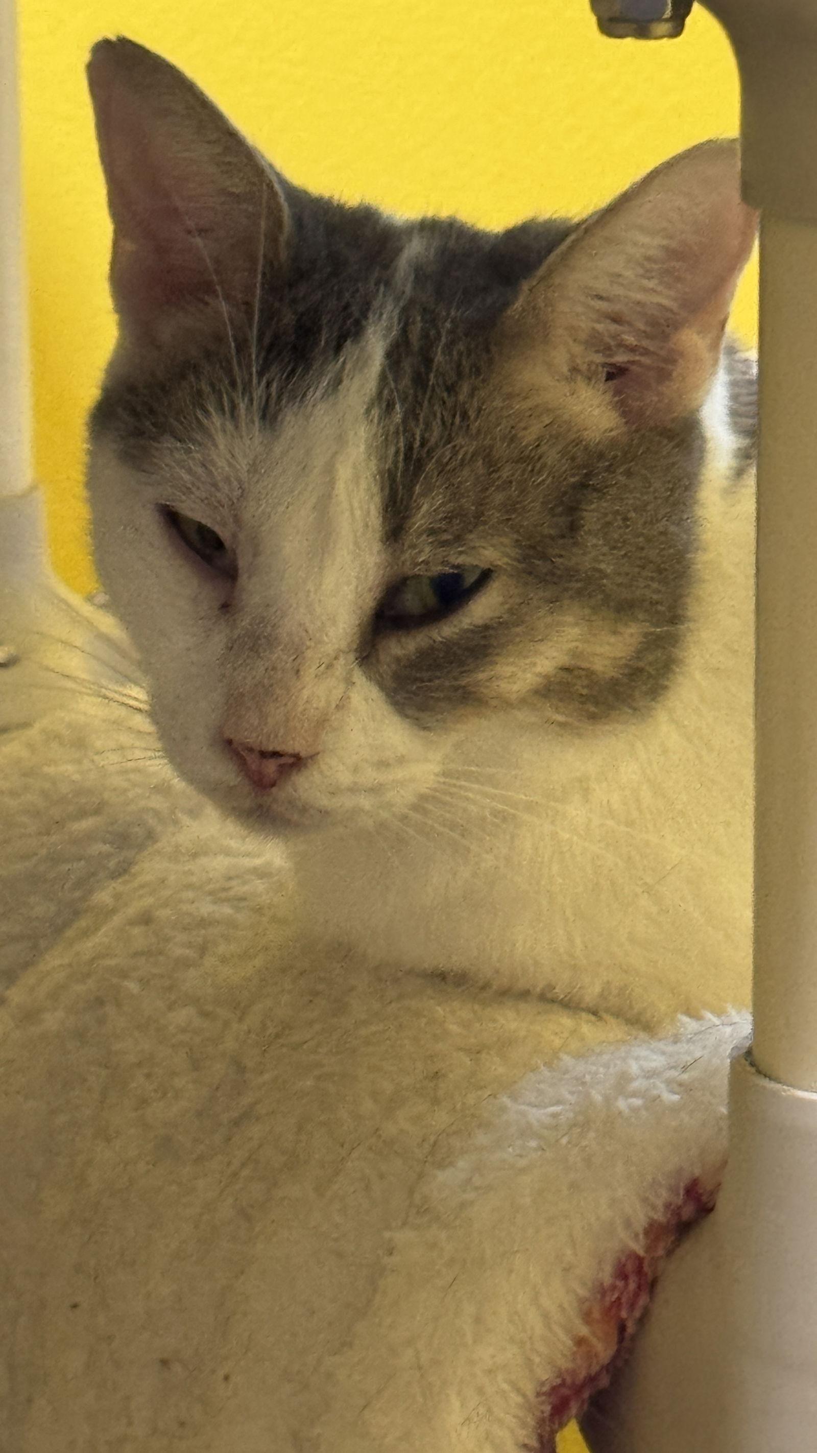 Duchess, Adoptable, Adult Female Domestic Short Hair.