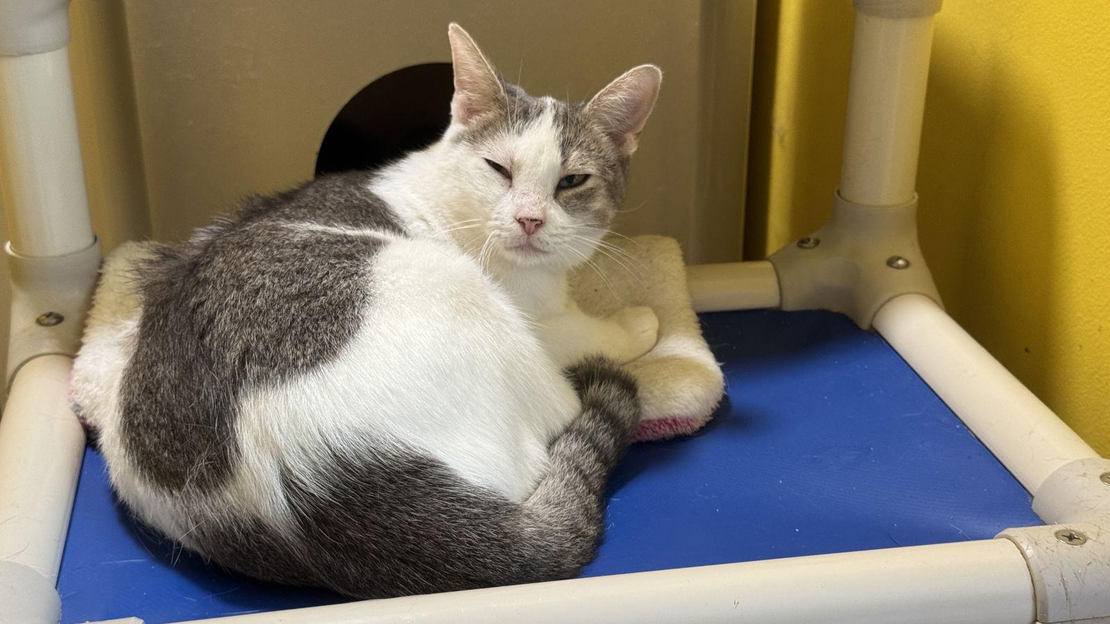 Duchess, a Adoptable Domestic Short Hair in Broomall, PA image 2/3