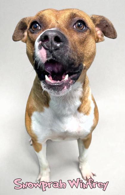 Snowprah Winfrey, Adoptable, Adult Female Pit Bull Terrier & Mixed Breed.