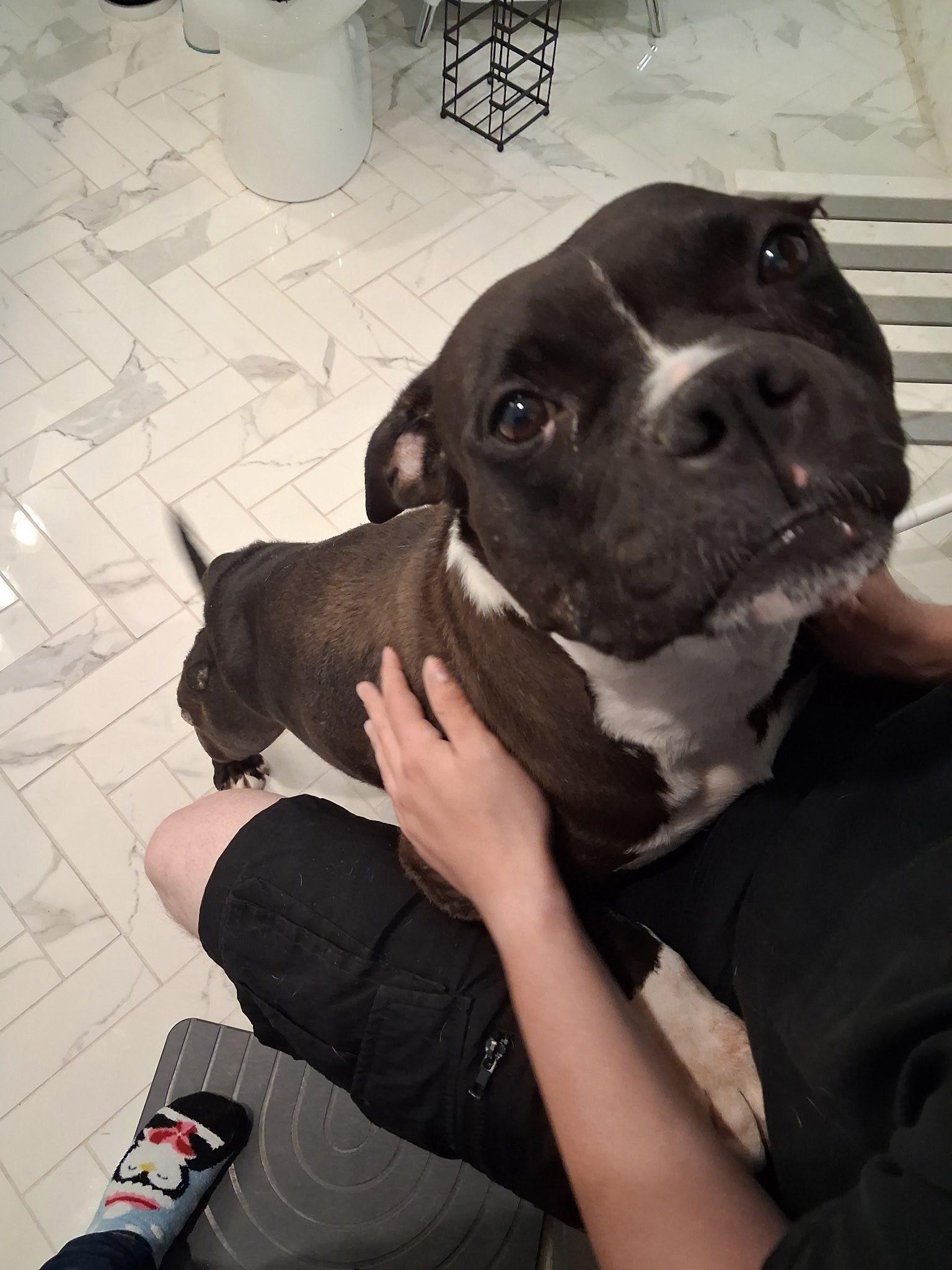 Apple, Adoptable, Adult Female Pit Bull Terrier.