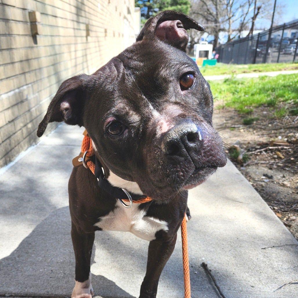 Enlarge Apple, a Adoptable Pit Bull Terrier in Glenmoore, PA image 2/3