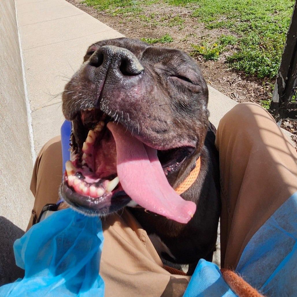 Enlarge Apple, a Adoptable Pit Bull Terrier in Glenmoore, PA image 3/3