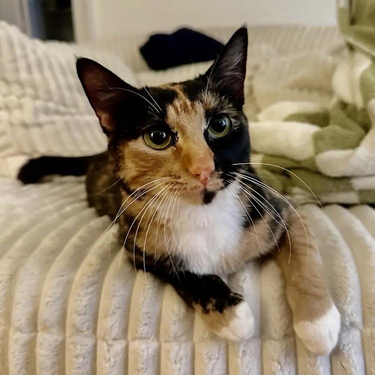 Enlarge Moon Pie, a ADOPTABLE Domestic Short Hair in Evanston, IL image 1/1