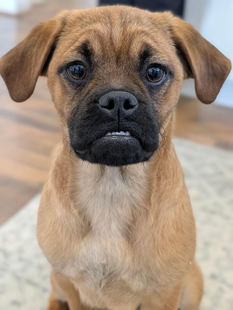 Enlarge Nala, a Adopted mixed breed in Oakland, MI image 2/6