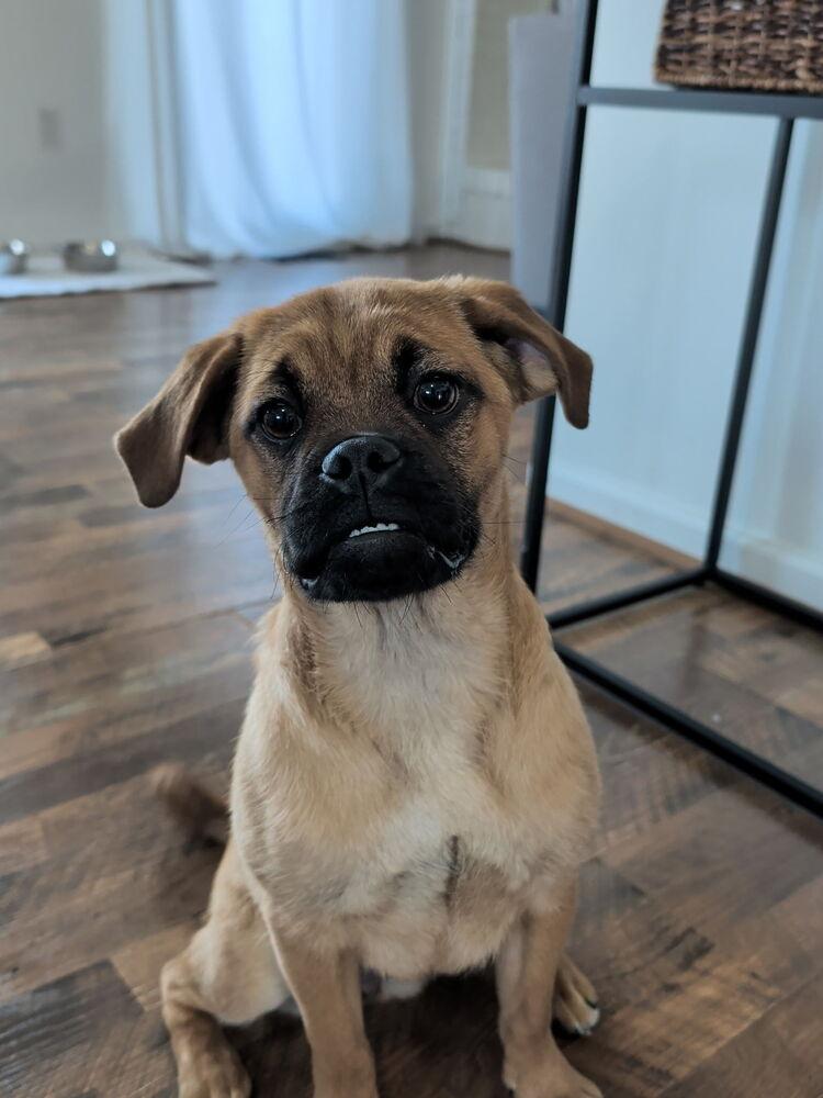 Enlarge Nala, a Adopted mixed breed in Oakland, MI image 3/6