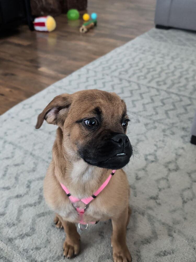 Enlarge Nala, a Adopted mixed breed in Oakland, MI image 4/6