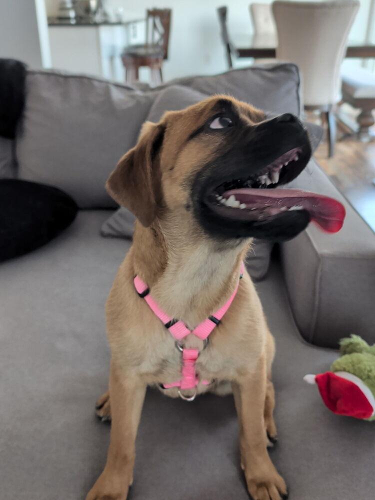 Enlarge Nala, a Adopted mixed breed in Oakland, MI image 6/6