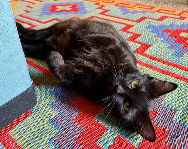 Enlarge ELVIRA, a Adoptable Domestic Long Hair in Northfield, OH image 1/3