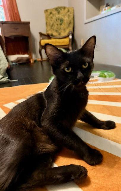 Enlarge ELVIRA, a Adoptable Domestic Long Hair in Northfield, OH image 2/3