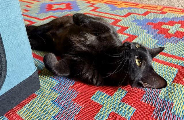 Enlarge ELVIRA, a Adoptable Domestic Long Hair in Northfield, OH image 3/3