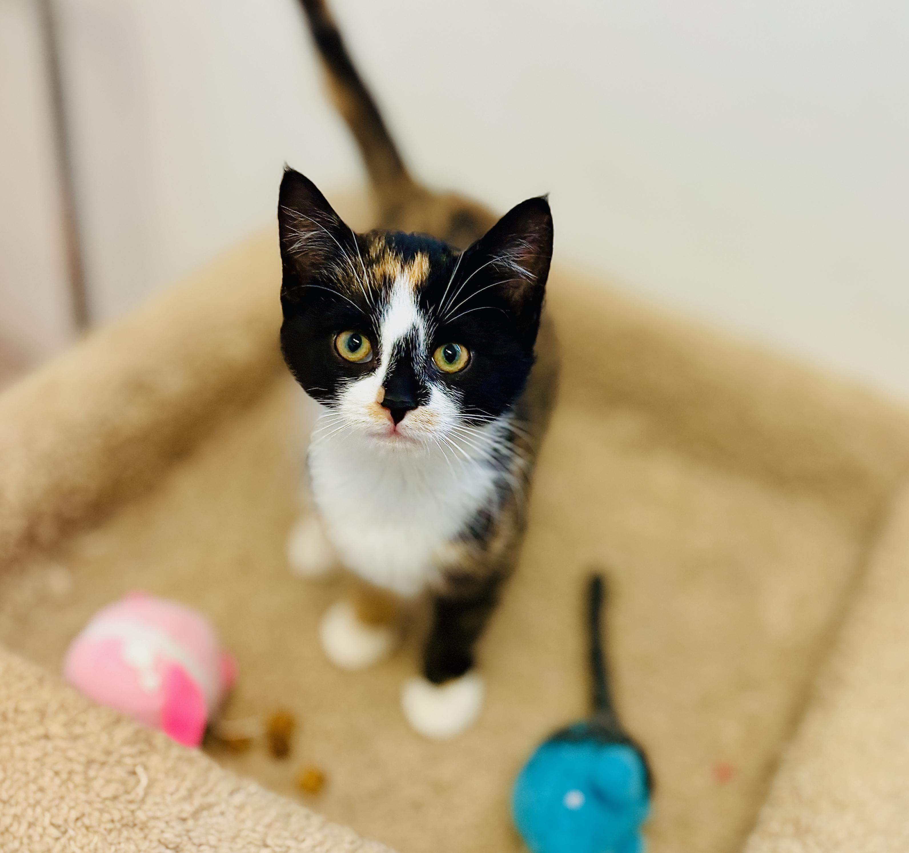 Ember, an adoptable Domestic Short Hair, Calico in St Stephen, NB, E3L 2X2 | Photo Image 1