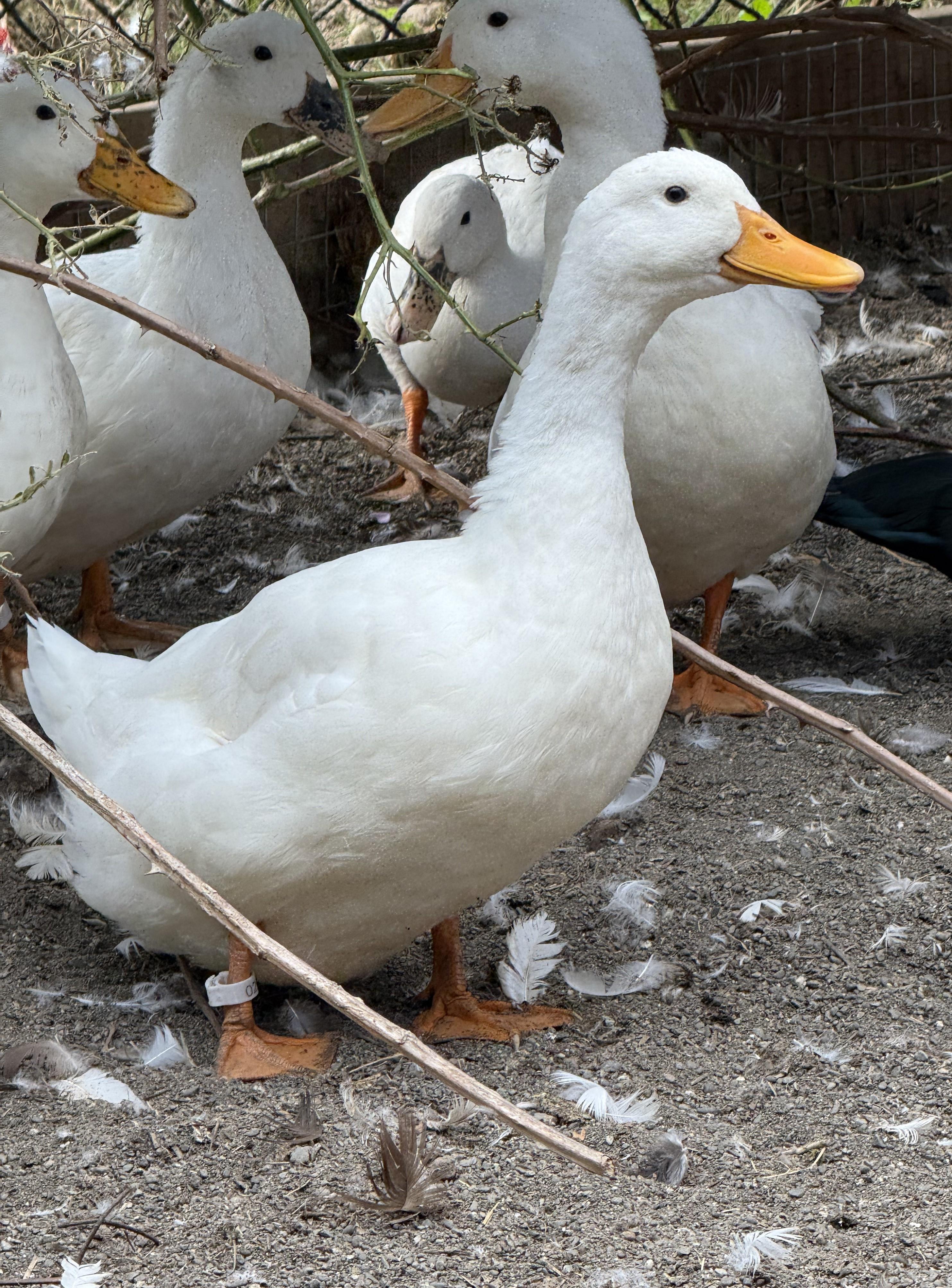 Bonded Pairs of American Pekin Ducks