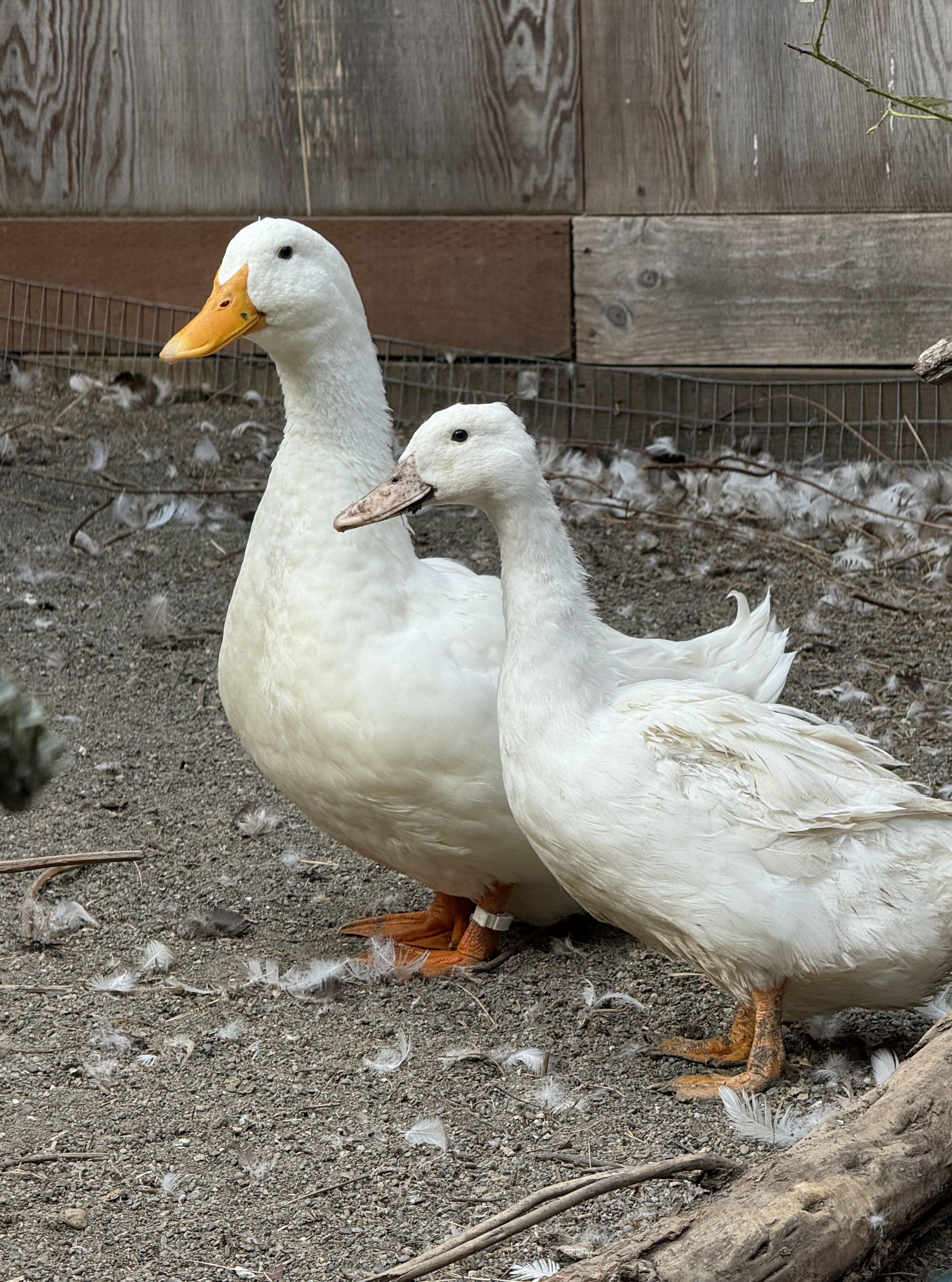 Bonded Pairs of American Pekin Ducks