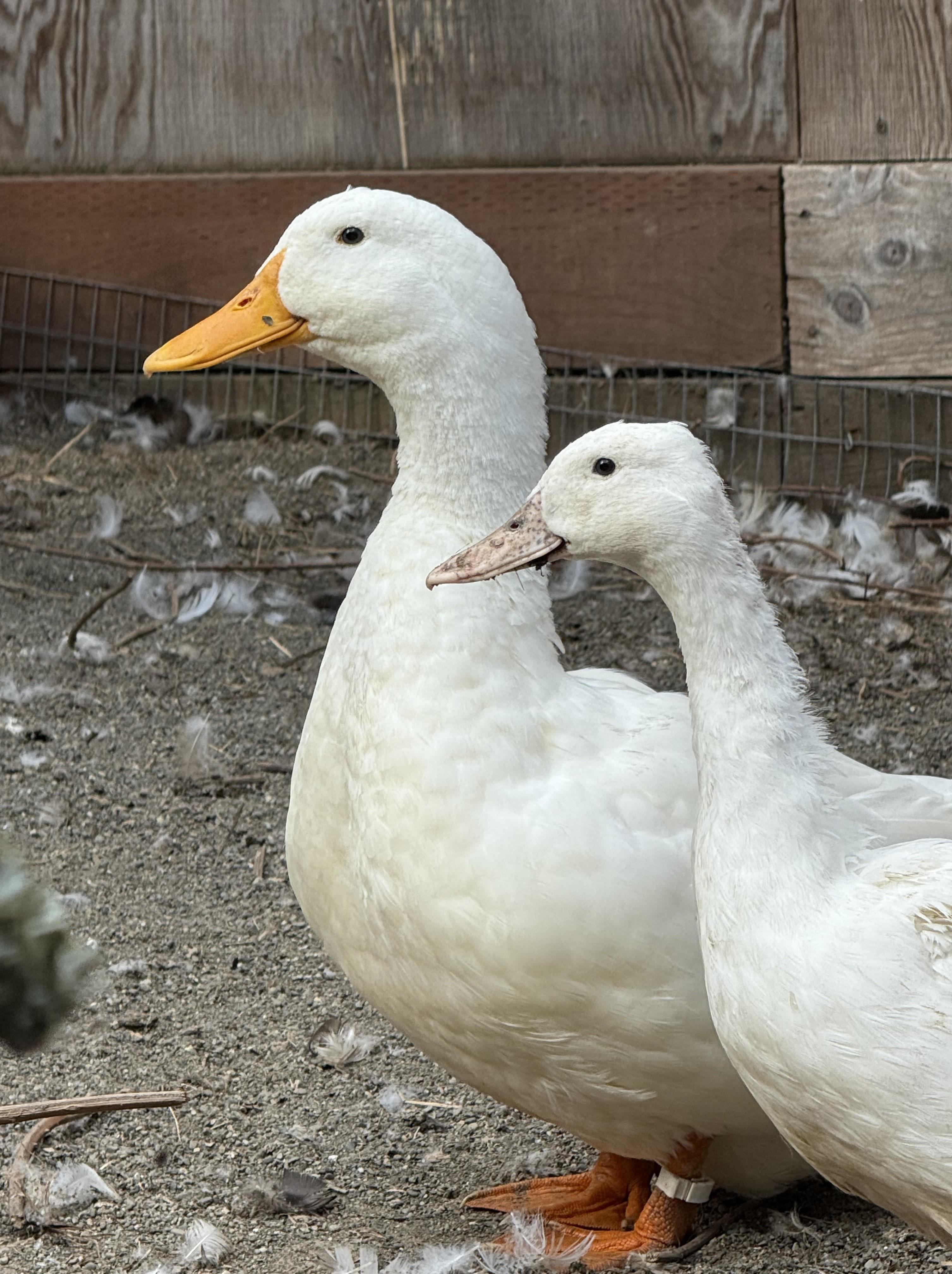 Bonded Pairs of American Pekin Ducks