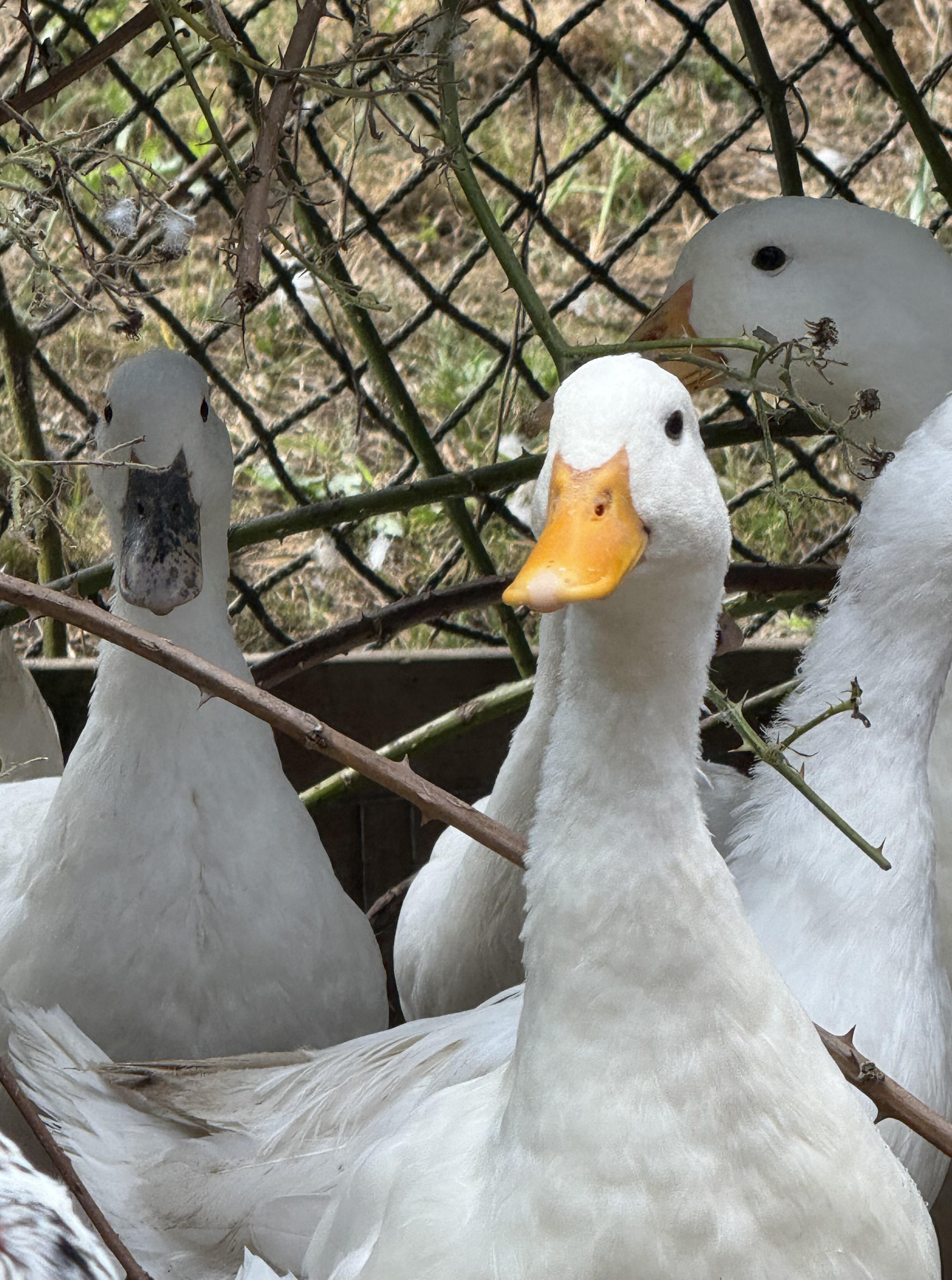 Bonded Pairs of American Pekin Ducks