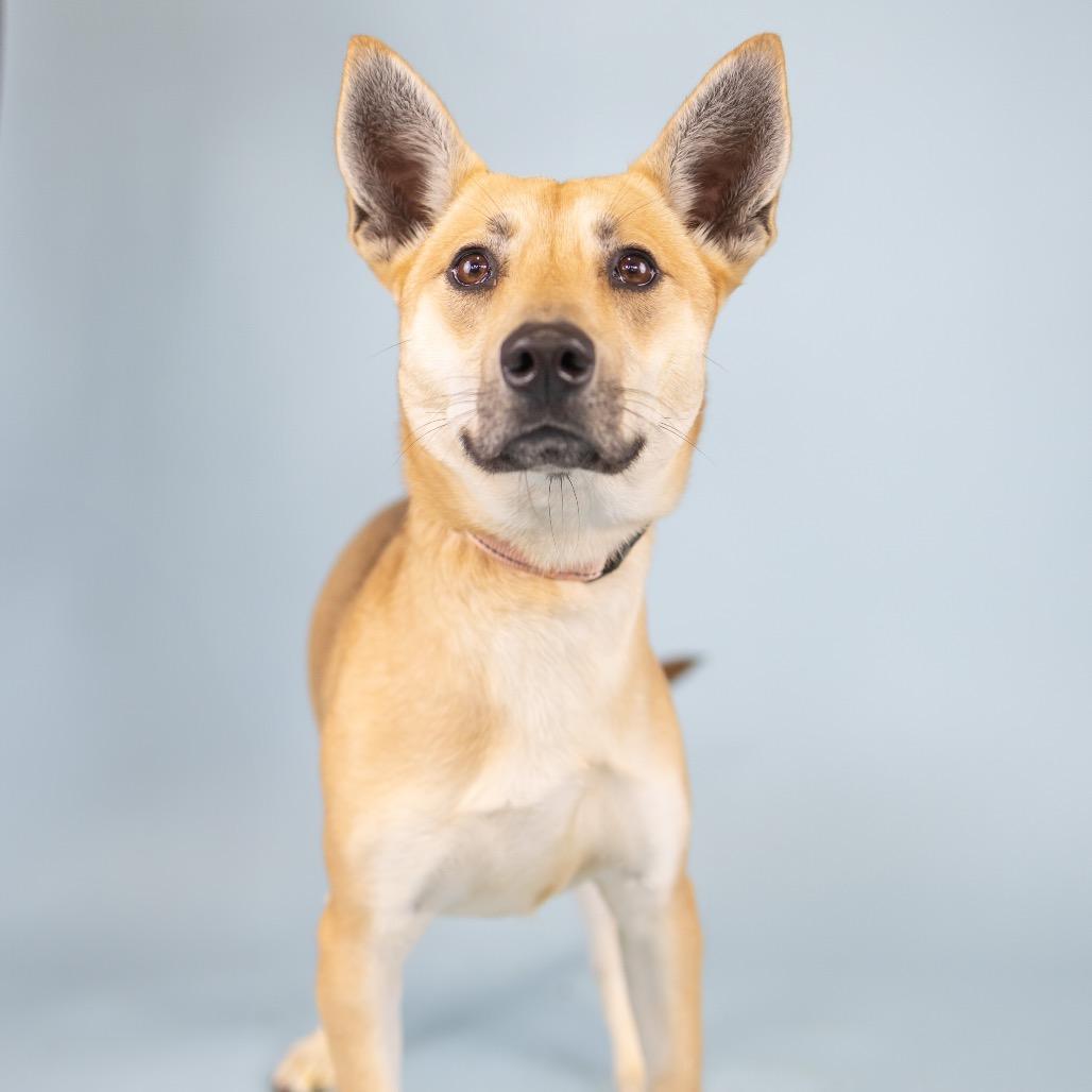 Ruth, Adoptable, Young Female Mixed Breed.