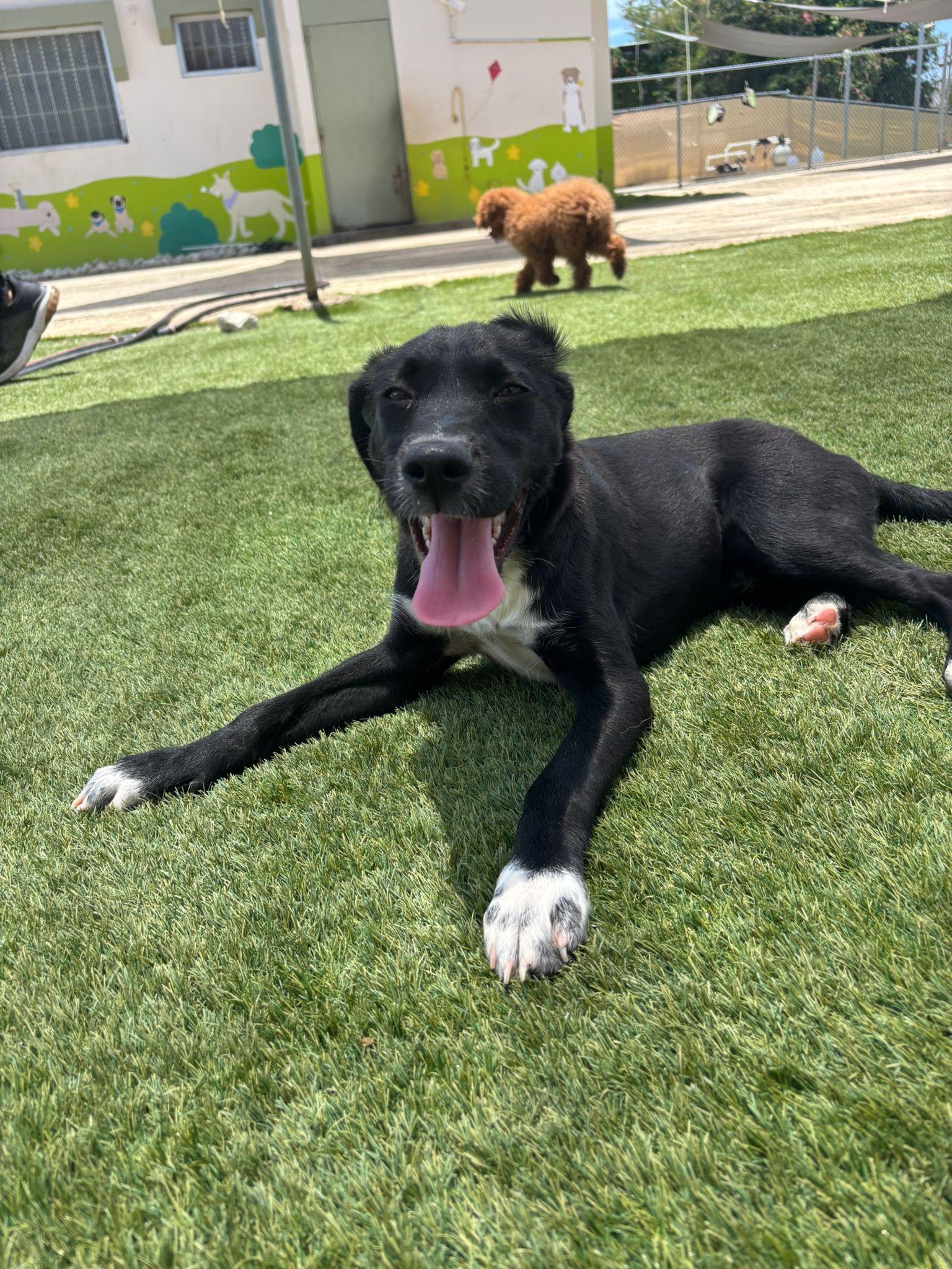 NOAH, a Adoptable mixed breed in Washington, DC image 6/6