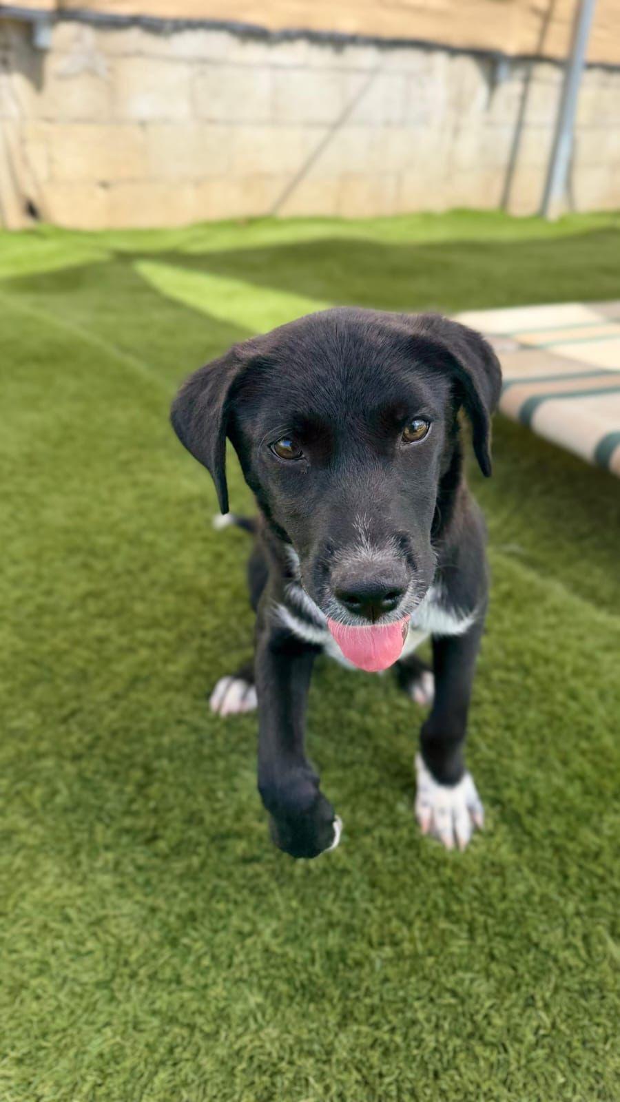 NOAH, a Adoptable mixed breed in Washington, DC image 3/6